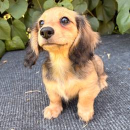 Smokey - Cream male Dachshund puppy in Coldwater, Mississippi from Under the Stars Minis