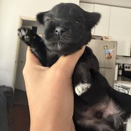 Miniature Schnauzer Puppies from Birkin’s Miniature Schnauzers