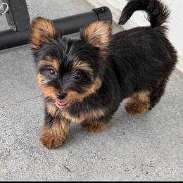 Nina - Black and tan female Yorkshire Terrier puppy in Fort Myers, Florida from Katherine’s Yorkies and Poodles