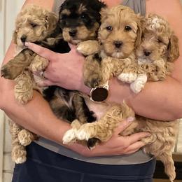 Cavapoo, Pyredoodle, and Sheepadoodle Puppies from Davis Family Doodles