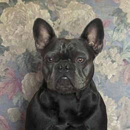 Clarisse - French Bulldog