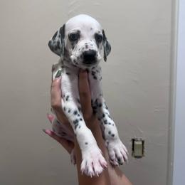 Fern - White and black female Dalmatian puppy in Lehigh Acres, Florida from PupsMansion