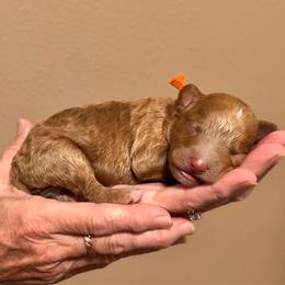 Orange Boy - Red  male Goldendoodle puppy in Kitsap County, Washington from Amazing Grace Doodles