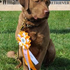 Chesapeake Bay Retrievers from Shiloh Ridge Retrievers