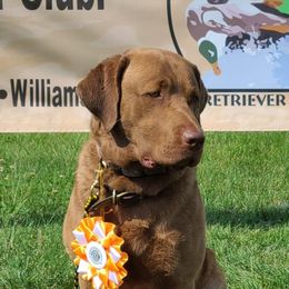 Chesapeake Bay Retrievers from Shiloh Ridge Retrievers
