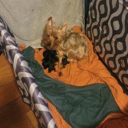 Girl 4 - Black and tan female Silky Terrier puppy in City Of Orange, New Jersey from Fur-Ever Friends
