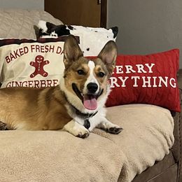 Winston - Pembroke Welsh Corgi