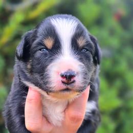 Casper - Black tri-color male Australian Shepherd puppy in Salem, Oregon from Steady Aim Aussies