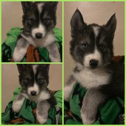 Black or agouti light green male - Black male Siberian Husky puppy in Wheeling, West Virginia from Powells Huskies
