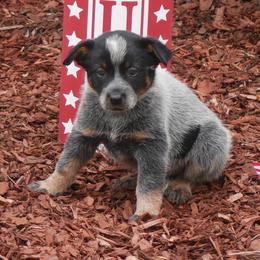 George Washington - Blue mottled male Australian Cattle Dog puppy in Buffalo Valley, Tennessee from Buffalo Valley Breeders
