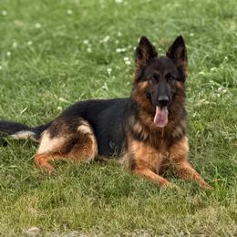 Navy - German Shepherd