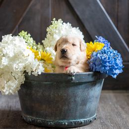 Boy 2 - Golden Retriever puppy in Franklin County, North Carolina from Cedar Bend Goldens