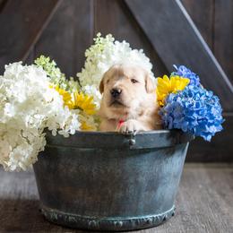 Boy 2 - Golden Retriever puppy in Franklin County, North Carolina from Cedar Bend Goldens