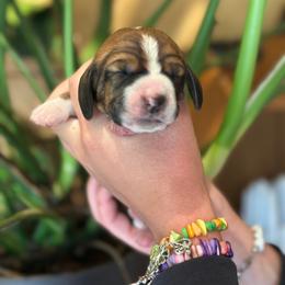 Female 2 - Mahogany and white female Basset Hound puppy in Lindley, New York from Hill Top Basset Hounds & Cane Corso