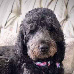 Double Doodles from Northern Sky Doodles