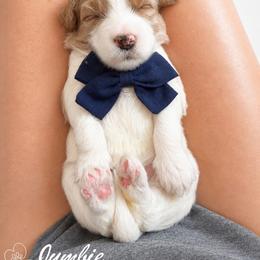 Jumbie - Parti male Goldendoodle puppy in Van Alstyne, Texas from Forest Haven Doodle Co.