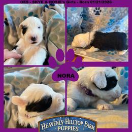 PURPLE COLLAR GIRL - Black and white female Old English Sheepdog puppy in Charlo, Montana from Heavenly Hilltop Farm