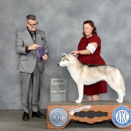 Siberian Husky All Grown Up from Winters Promise Siberians