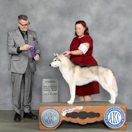 Siberian Husky All Grown Up from Winters Promise Siberians