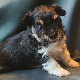 Havanese from Lakeside Havanese