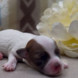 Rome - White male Havanese puppy in Verden, Oklahoma from Holcombs Puppy Ranch