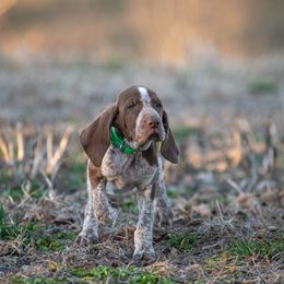 Bracco Italiano, German Shorthaired Pointer, and Vizsla Puppies from Nosam Kennels- Vizslas, German Shorthairs & Braccos- Kentucky