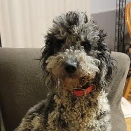 Onyx - Goldendoodle