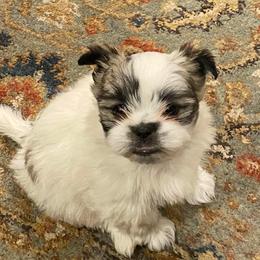 Mal-Shis and Shih Tzus from Wiggle Bottom Shih Tzu/Maltese