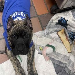 Perro de Presa Canario Puppies from Mesquite Creek Kennels
