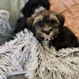 Havanese Puppies from Juniper Grove Havanese