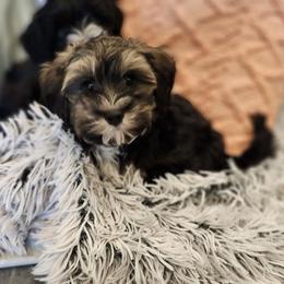 Havanese Puppies from Juniper Grove Havanese