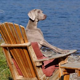 Briar - Weimaraner