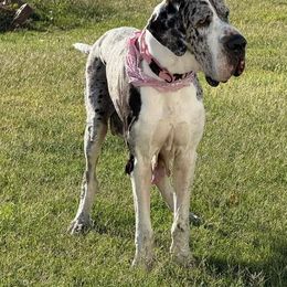 Cami - Mantle merle female Great Dane puppy in Arlington, Texas from Scoober Danes