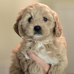 Bella - Apricot female Goldendoodle puppy in Crawfordsville, Indiana from Winding Creek Ranch Doodles