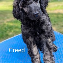 Poodle Puppies from Van Der Poodles