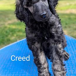 Poodle Puppies from Van Der Poodles