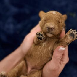 Kisses - Red  female Goldendoodle puppy in Bradenton, Florida from Christianna’s Mini Goldendoodles