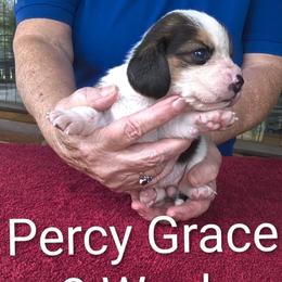 Percy Grace - Black tan and white female Beagle puppy in Jerome, Missouri from Beam's Beagles