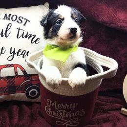 Border Collie Puppies from Stag Valley Homestead