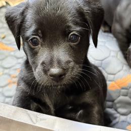 American Hunt Terrier Puppies from Paradise bay hunt terriers