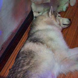 Siberian Husky Puppies from Harrington's Huskies