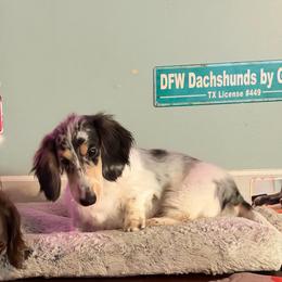 Randy Travis pet 3,500 - Dapple male Dachshund puppy in Irving, Texas from DFW Dachshunds by G & S