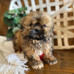 Bear - Sable male Shih Tzu puppy in Taylorsville, North Carolina from Feather & Tail Acres