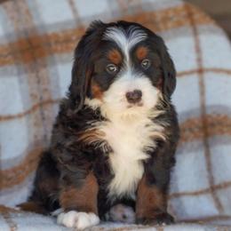 Stihl - Tri-color male Bernedoodle puppy in Dundee, Ohio from Down Home Doodle