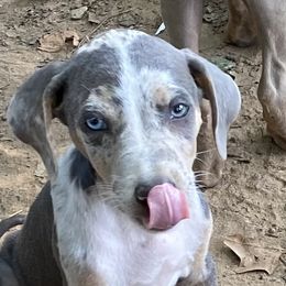 Gunar - Catahoula Leopard Dog