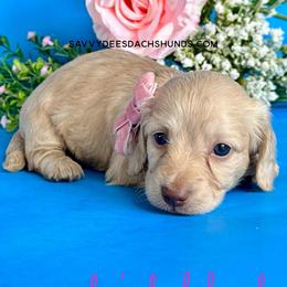 Ivory(2400 AKC pet) - Cream female Dachshund puppy in Augusta, Arkansas from Savvy-Dee's Dachshunds