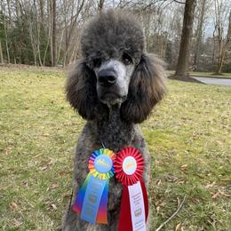 Poodles from Fernweh Standard Poodles