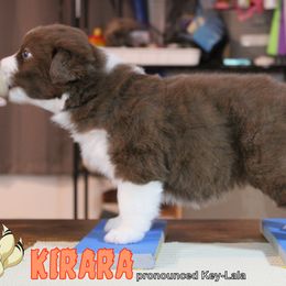 Australian Shepherd Puppies from Starlit Grove Australian Shepherds