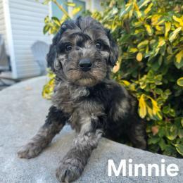 Minnie - Blue merle female Bernedoodle puppy in Blackfoot, Idaho from Draper Mountain Doodles