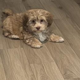Gold boy - Gold male Havanese puppy in East Lansing, Michigan from VanCort's Happy Havanese